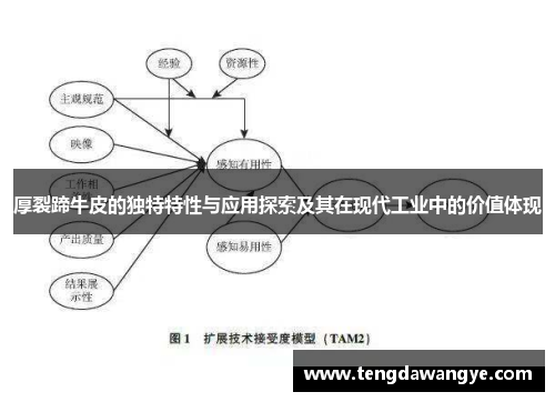 厚裂蹄牛皮的独特特性与应用探索及其在现代工业中的价值体现